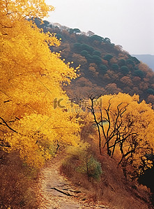 枫叶山背景图片_一座黄叶的小山