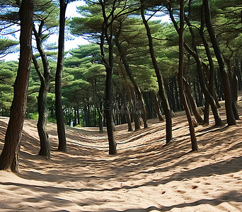 高路背景图片_高树下的沙路景色