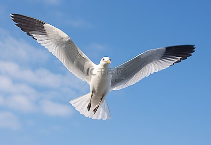 海鸥背景图片_一只海鸥在高空飞翔