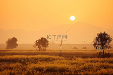 日落在黄色的草和树的田野上