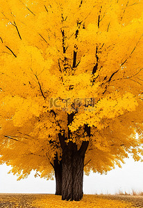 黄叶植物背景图片_森林中一棵黄叶树的图像