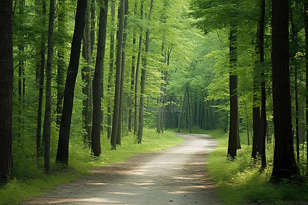 树林路背景图片_穿过树林的土路被树木覆盖