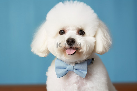 戴着蓝色领结的白色贵宾犬
