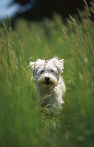高草丛中的一只小白狗