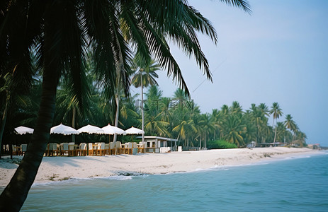 海滩俱乐部背景图片_拥有棕榈树俯瞰大海的海滩俱乐部