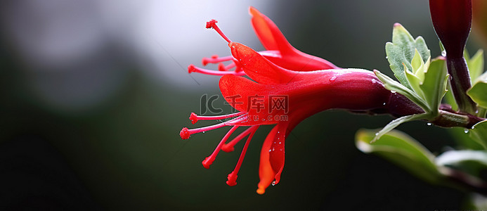 红色的花有来自另一种绿色植物的茎的散乱的枝条