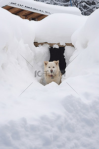 一只小狗站在房子附近的一大堆雪中