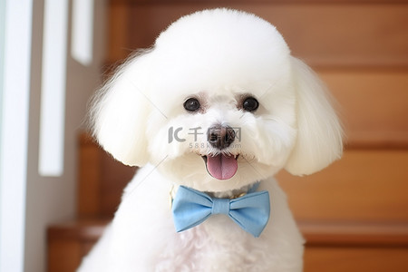 可爱熊背景图片_木屋里一只戴着蓝色领结的白色比熊犬