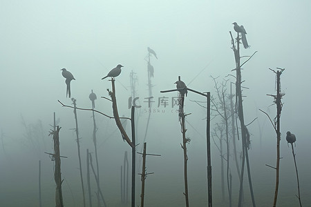 这张照片是雾气中栖息在杆子上的鸟儿