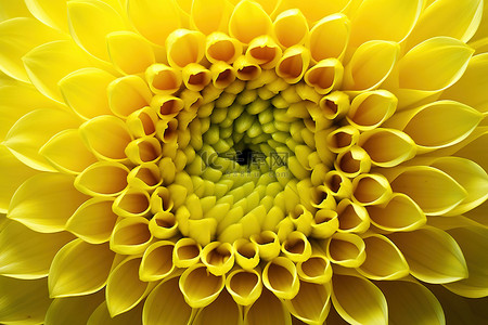 一朵黄花的近距离照片