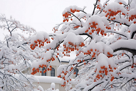 建筑物边缘的雪莓树