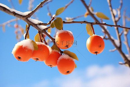 秋天柿子树背景图片_梨浆果