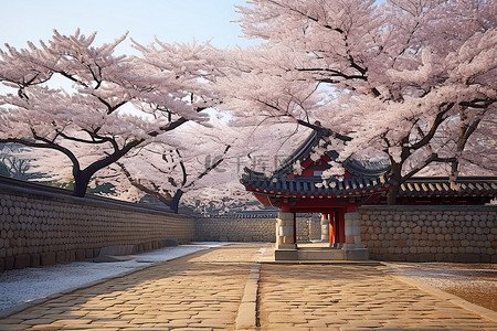 韩国旅游景点背景图片_韩国一条砖路附近樱花盛开
