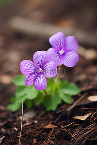 紫色的花背景图片_地上有两朵紫色的花