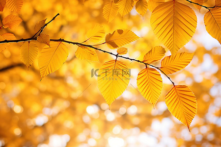 淡黄色的树叶映衬着天空