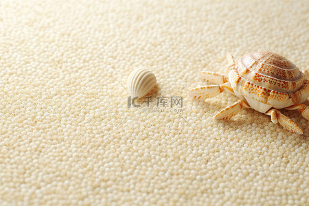 螃蟹和贝壳躺在沙子上
