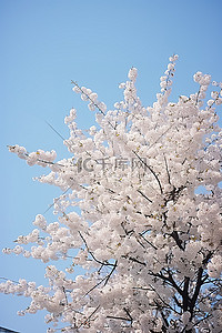 粉色的樱花树背景图片_蓝天映衬下盛开的樱花树，树很白