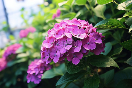 一朵漂亮的紫色花从绿色花园的叶子中长出来