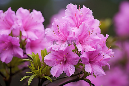 春天杜鹃花背景图片_杜鹃花盛开 杜鹃花花 春天 粉红色 粉红色杜鹃花