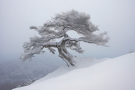 松树上的雪背景图片_山脊上有一棵有雪的树