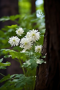 一些树间簇拥着白色的花朵