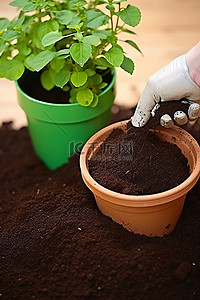 将土壤放入盆中，并添加一些泥土