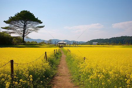 黄色公园背景图片_背景中有一条路径的黄色字段