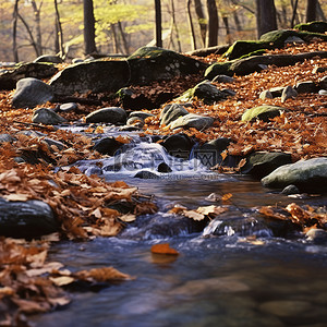河水流过森林里的秋叶