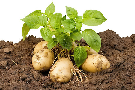 农产品腊肉背景图片_花园里绿叶马铃薯植物的图像