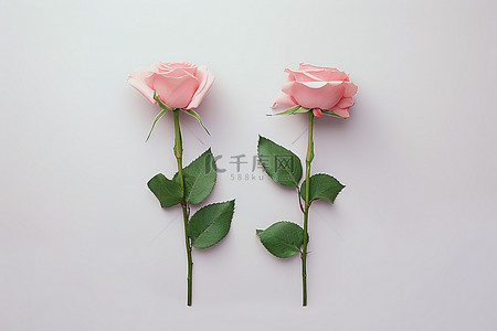 逢考必过标签背景图片_两朵粉红玫瑰，标签还留着