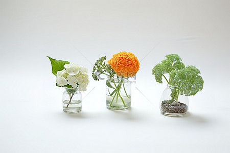 花瓶绣球花背景图片_仙人掌绣球花和吹制玻璃罐中的绣球花植物
