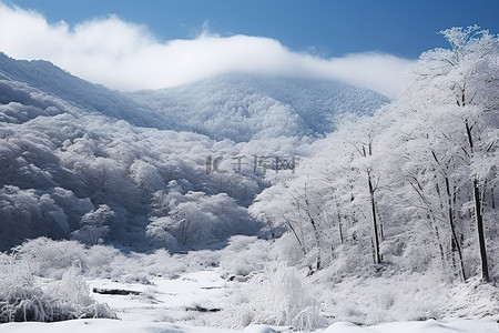 地区蓝色背景图片_冬天有雪覆盖的树木山脉和树木的地区
