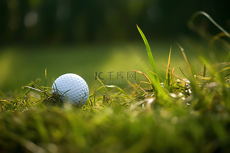 高尔夫球头像背景图片_高尔夫球在叶子附近的草地上