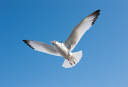 一只白色的海鸥在蔚蓝的天空中飞翔