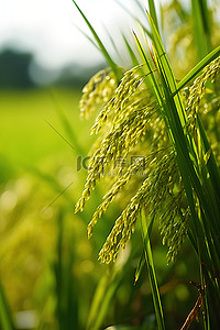 一捆水稻背景图片_田间生长的水稻植物的特写镜头