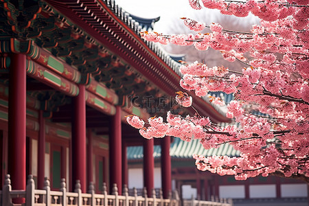 盛开的红梅背景图片_韩国首尔盛开的樱花树