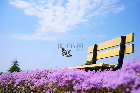 花蓝花背景图片_蓝天下紫色花朵上的长凳