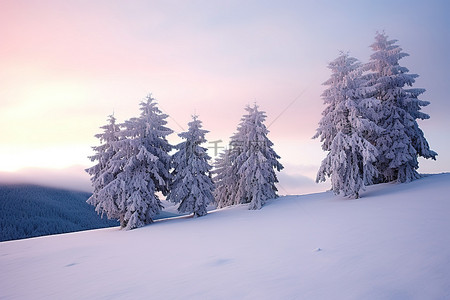 山上日落时积雪覆盖的树木