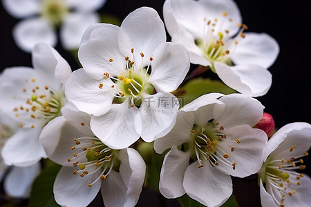 几朵白花的图像