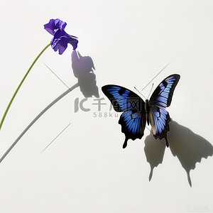 白色上有蓝色和黑色条纹的蝴蝶的影子