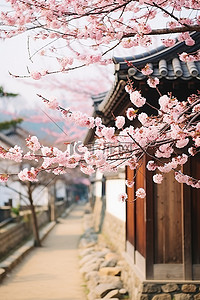 兴东地古园樱花盛开的季节
