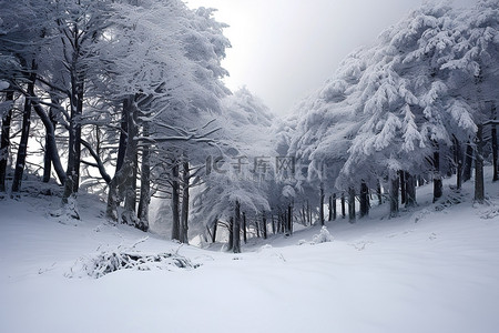 积雪覆盖 积雪覆盖的树木森林阿斯图里亚斯 意大利
