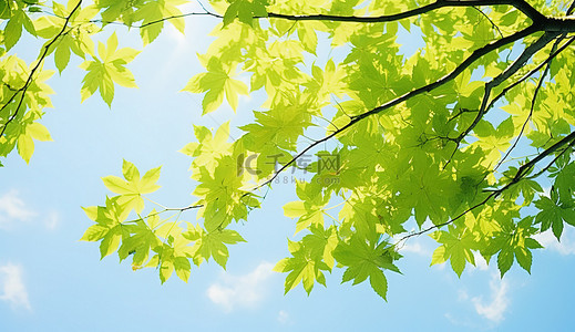 阳光明媚的日子里一棵树的叶子