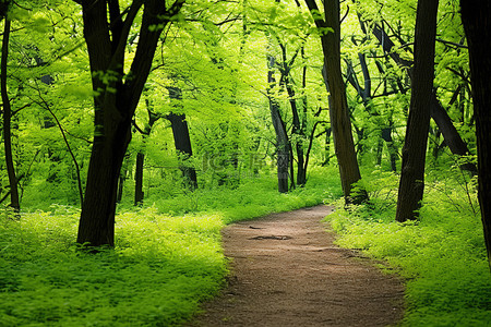 南京路步行街背景图片_一条穿过郁郁葱葱的绿色树林的步行道