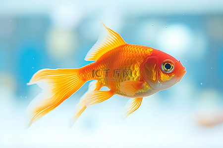 砖红色ppt背景图片_宠物店里的红色金鱼
