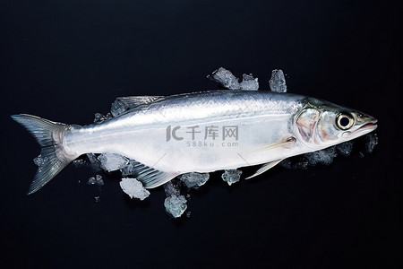 一条鱼栖息在没有背景的冰上