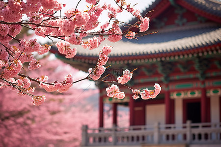 红梅背景图片_韩国樱花树在前面绽放