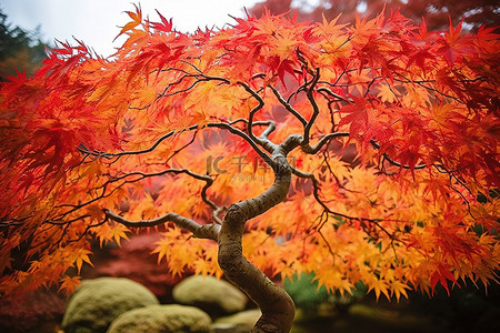 一棵有橙色和黄色叶子的树的图像