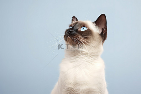 抬头仰望的猫背景图片_暹罗猫抬头