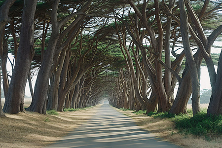 打针青岛背景图片_一条通往一群树的路，树间长满了草